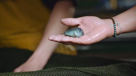 Close up of a persons hand holding a fish